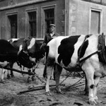 1940er - Kuhgespann vor Mistwagen
